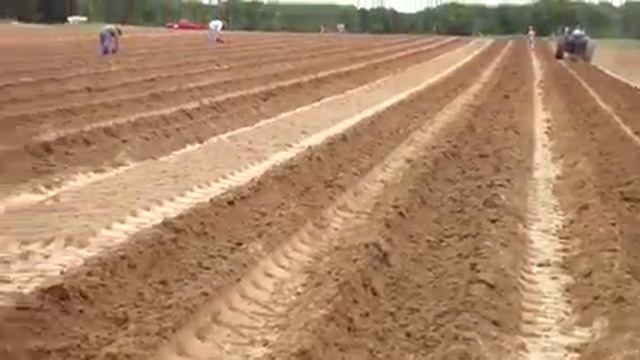 Planting Asparagus смотреть онлайн