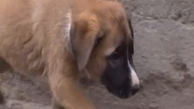 aborigena tagika dai pascoli estivi 2011 смотреть онлайн