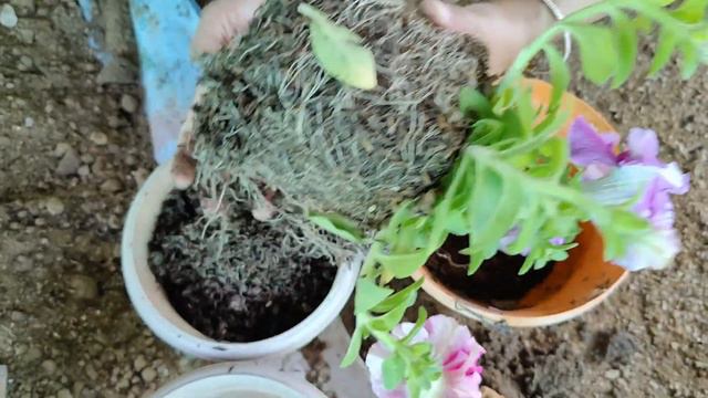 Regular Garden Works & Repotting Of Winter Flowering Plants/Garden Tips смотреть онлайн