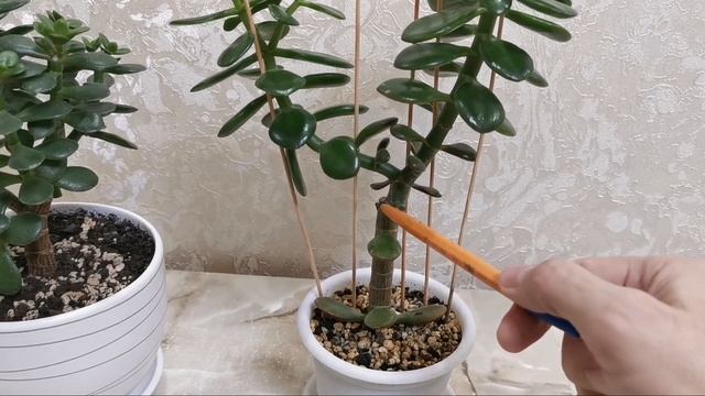 Миниатюрные деревца. Денежное дерево. Толстянка. Крассула Том Тумб. смотреть онлайн