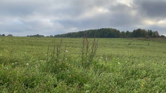 ЛЮБОВНИЦА РЕШИЛА ВСЁ САМА | Истории из жизни. смотреть онлайн