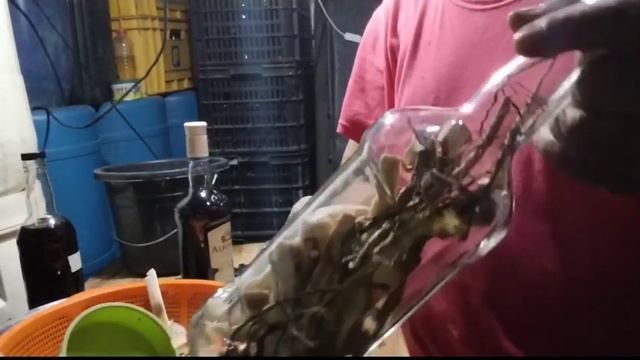 GINSENG IS KING OF HERBS | PAANO GUMAWA NG HERBAL WINE/ GINSENG смотреть онлайн