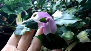 Традесканция "Блашинг Брайд" ("Застенчивая невеста")