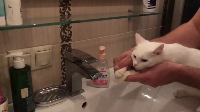 Коты и собака моют лапы😺🐶🙈 смотреть онлайн