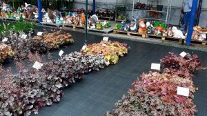 Гейхера или гейхерелла: какое растение выбрать на дачу?