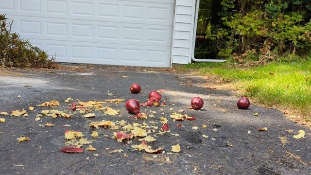 Food crush, wedges and apple смотреть онлайн