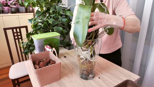 ВПИХНУТЬ! АККУРАТНО! Орхидея Клеопатра. смотреть онлайн