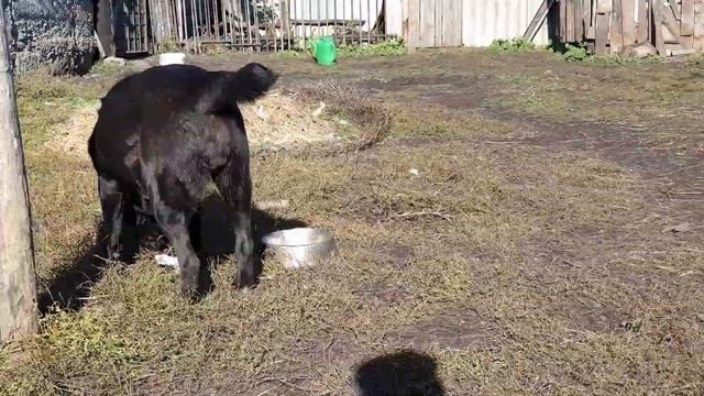 Алабай среднеазиатская овчарка из питомника Аз марал +79278137957 ватсап вайбер смотреть онлайн