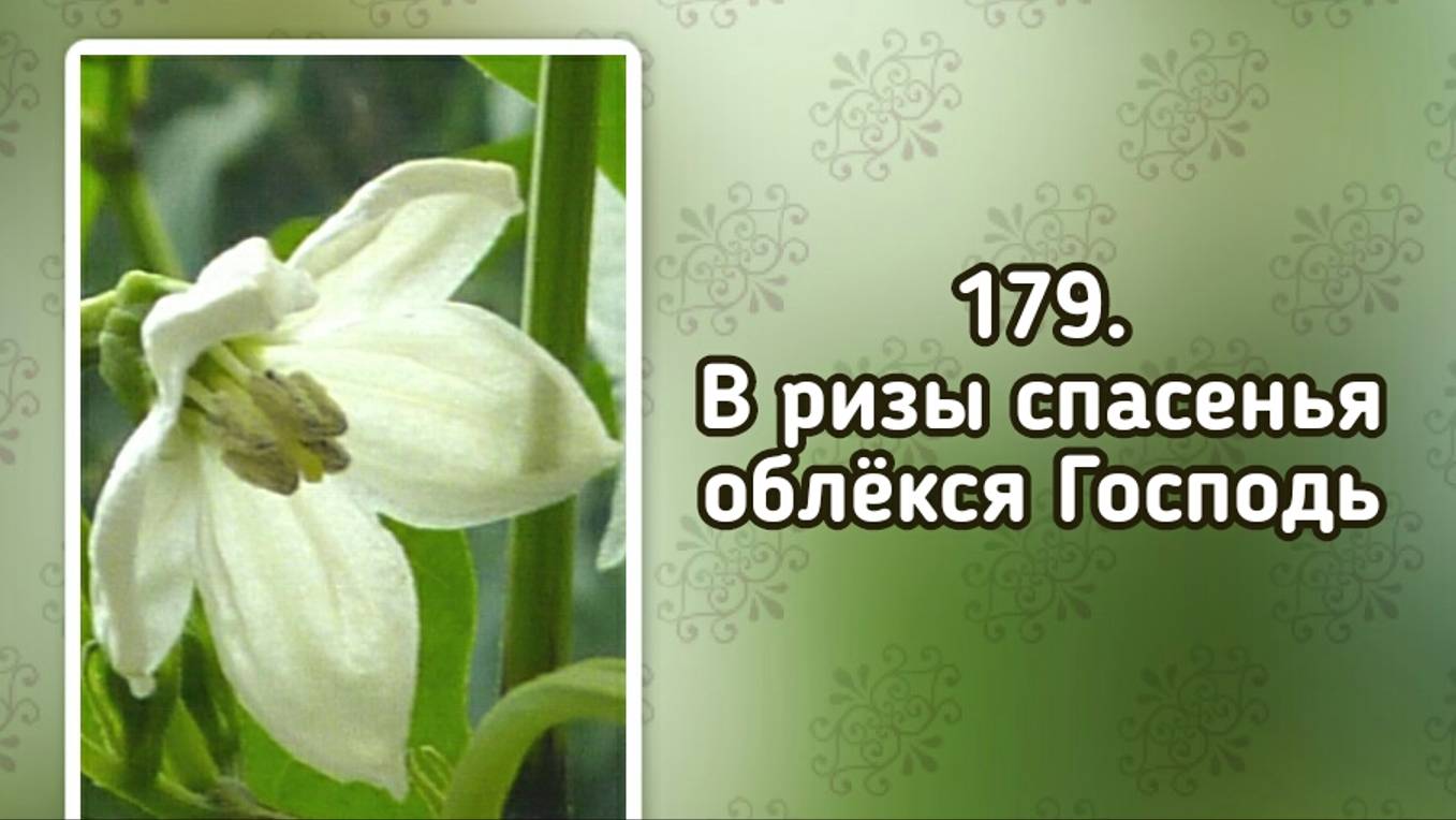 Гимны надежды 179 В ризы спасенья облёкся Господь (-) смотреть онлайн