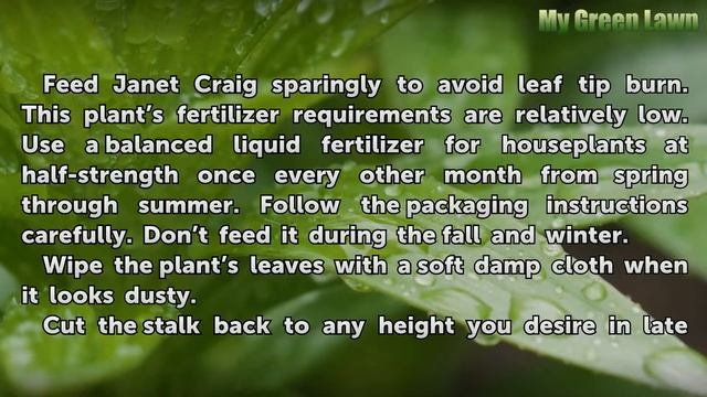 How to Care for a Janet Craig Houseplant смотреть онлайн
