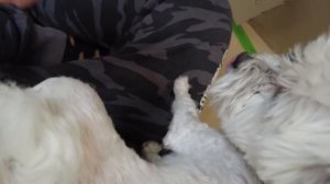 24 ЧАСА В КАРТОННОЙ ТЮРЬМЕ С КОТАМИ И СОБАКОЙ!