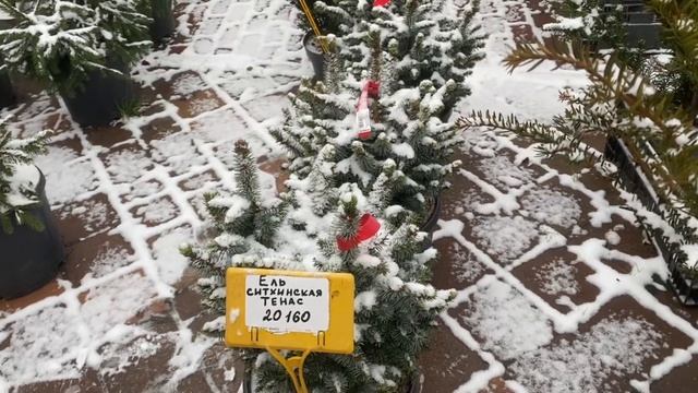 Почем крутые саженцы? смотреть онлайн