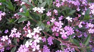 Мыльнянка базиликолистная