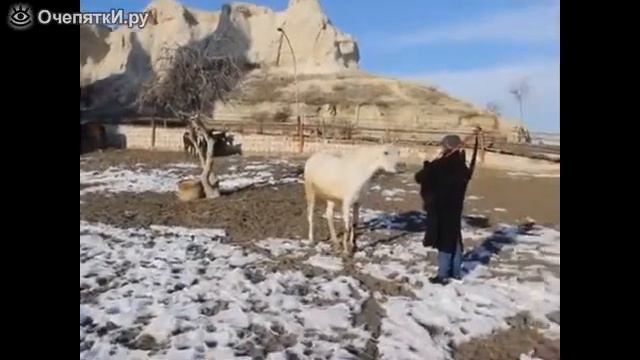 Как животные реагируют на мелодии ))) смотреть онлайн