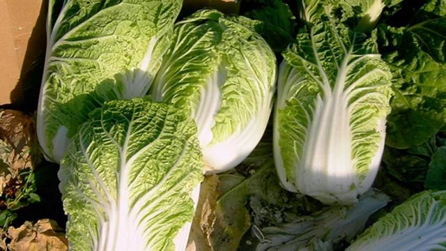 КАК УХАЖИВАТЬ ЗА ПЕКИНСКОЙ КАПУСТОЙ смотреть онлайн