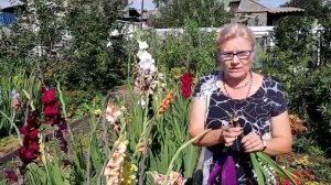 В ГОСТЯХ у НАДЕЖДЫ, ТОНКОСТИ ВЫРАЩИВАНИЯ ГЛАДИОЛУСОВ и ГЕОРГИН