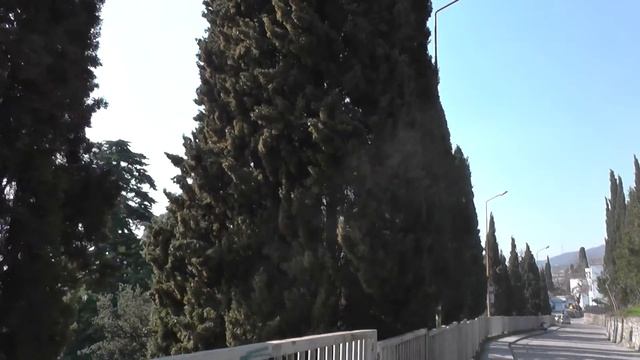 Цветение кипариса. смотреть онлайн