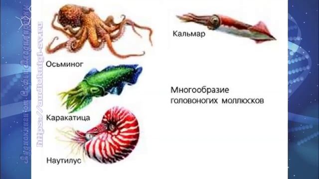 Биология 7 кл Пасечник §43 Головоногие моллюски смотреть онлайн
