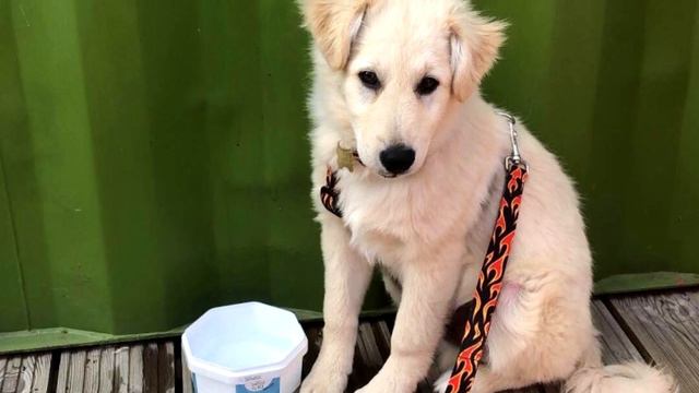 Девушка не смогла сдержать слез, когда ей привезли этого щенка смотреть онлайн