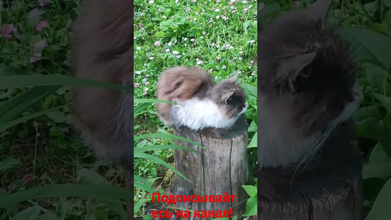 Барсик и его трон! смотреть онлайн