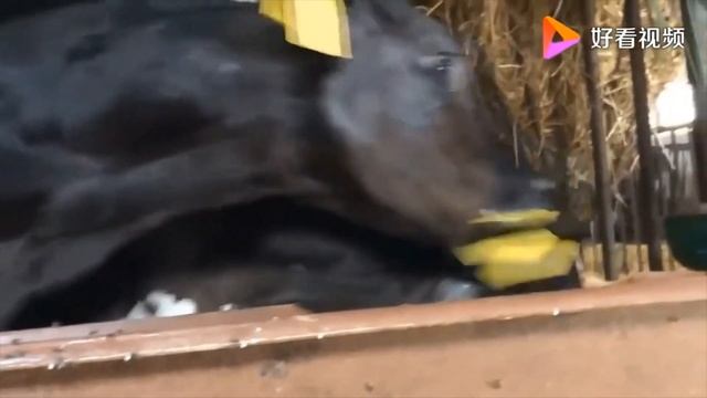 Как молодые коровы растут более здоровыми путём добавления желчных кислот в рационах смотреть онлайн