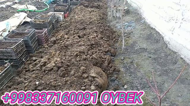Namangan Viloyati Norin Tumani Polvonkol Qishlogi 24.01.22 Biogumus Biznesi Kaliforniya Chuvalchang