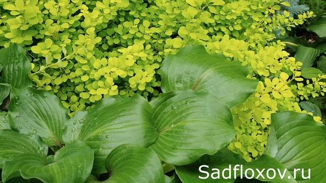 Хоста Рокетс Ред Глэр (Rocket's Red Glare) в моем саду смотреть онлайн