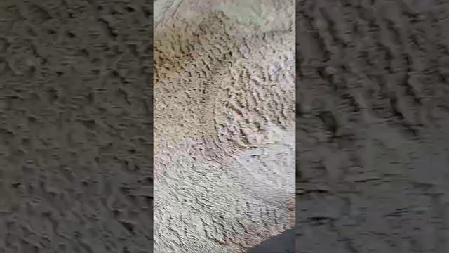 ARNİCA HYDRA HALI LEKE CIKARMA (ŞAMPUANIMIZIN TANITIMIDIR) смотреть онлайн