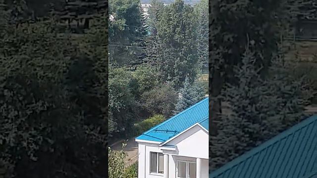 Ряльная сирена сиреноголового смотреть онлайн