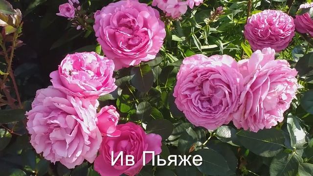 РОЗЫ МАГИЯ КРАСОТЫ Июль Релакс смотреть онлайн