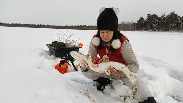 ВЫСТАВИЛИ ЖЕРЛИЦЫ и понеслась Чумовая щука и налимы заполнили весь садок Рыбалка в тайге на озере смотреть онлайн