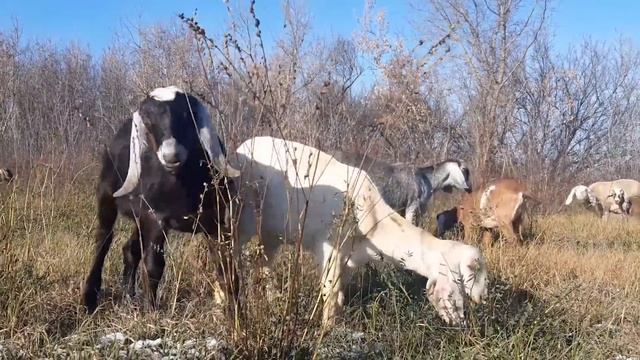 РАЗДОЙ КОЗЫ! КОРМЛЕНИЕ И УХОД// НУБИЙСКИЕ КОЗЫ смотреть онлайн