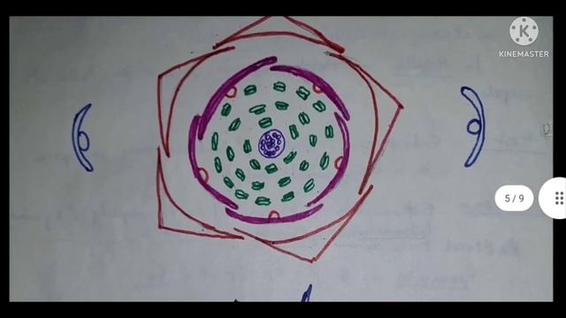Family Ranunculaceae B. Sc. notes✍️ смотреть онлайн
