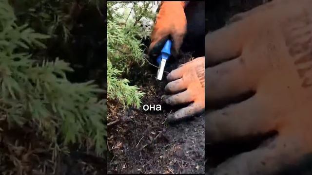 Можжевельник обыкновенный, как посадить, что бы прижилось? смотреть онлайн