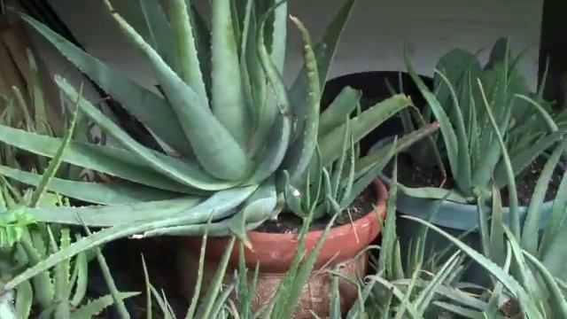Aloe Vera
