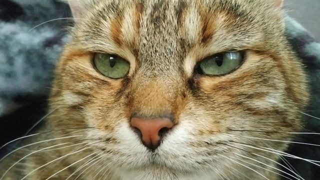 Мемоладка! Что сейчас происходит в ИНТЕРНЕТЕ? - Смешные Коты FUNNYCATS 202 смотреть онлайн