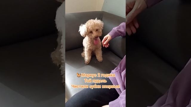 Маркус 2 годика, Той пудель, Чистили зубки впервые, очень активный. смотреть онлайн
