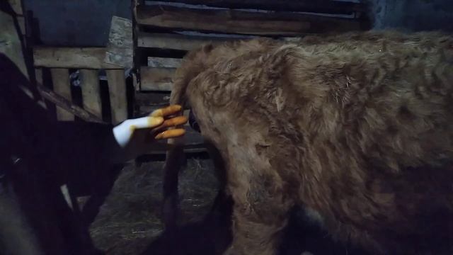 Как правильно принять теленка,причины задержания последа. смотреть онлайн