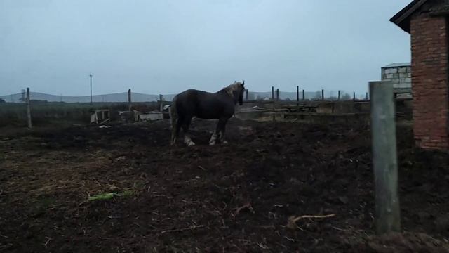 жеребец выгоняет кобылу с табуна смотреть онлайн