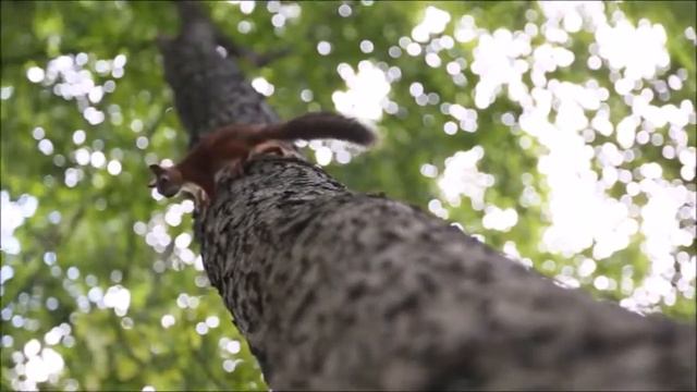 Животные леса.