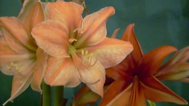 Exotica X Bogota Amaryllis Hippeastrum Bulb смотреть онлайн