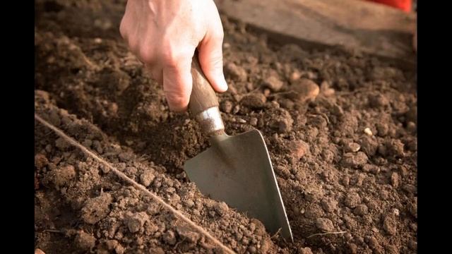 Когда сажать морковь в мае 2021 года по лунному календарю, благоприятное время смотреть онлайн