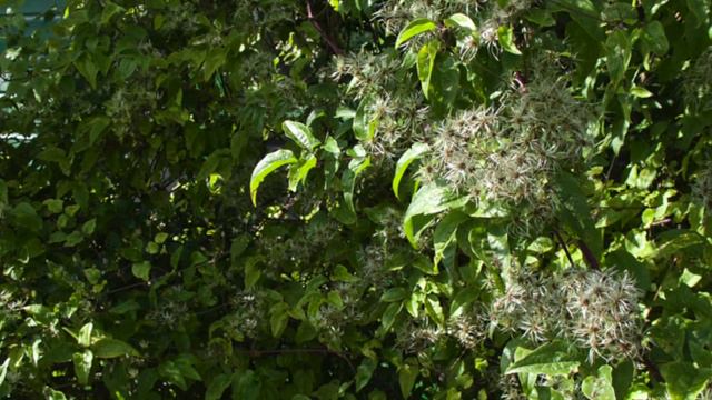 Bachbloesem Clematis Of Bosrank