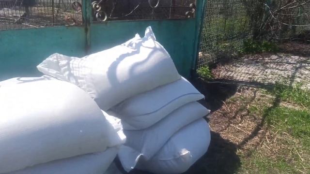 Одни из роддома, другие в роддом . Перегоняем свиноматок. Отъём поросят. Люся и её сёстры и братья. смотреть онлайн