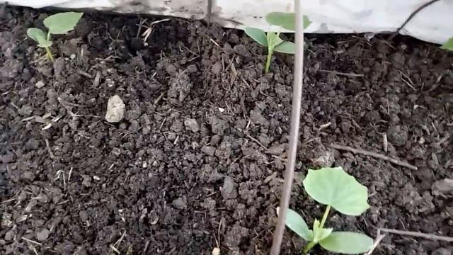 Когда и чем в первый раз подкормить всходы огурцов! смотреть онлайн