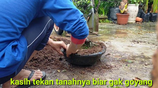 CARA/PROSES REPOTTING BONSAI LOHANSUNG CINCUAN(podocarpus costalis). смотреть онлайн