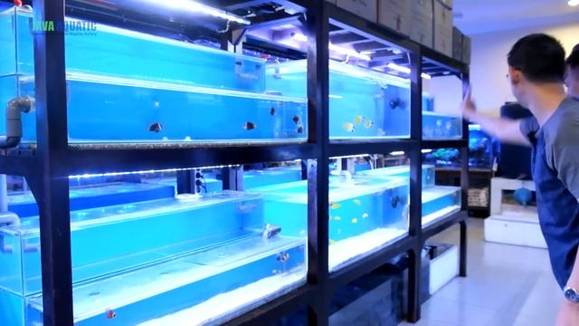 GREBEK TOKO AQUATREND DI JOGJA! - BANYAK KOLEKSI IKAN SULTAN смотреть онлайн
