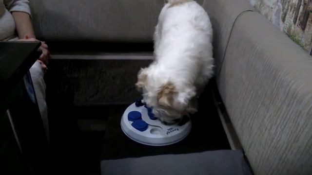 Джек Рассел терьер играет Dog Activity смотреть онлайн