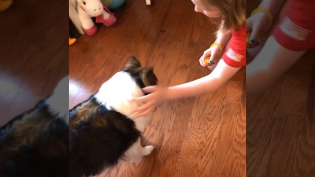 How to Teach Dogs to Sit, Stay, and Come- Part 1-Sit смотреть онлайн