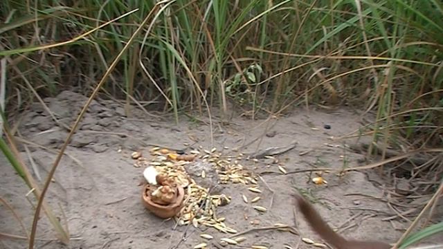 A weasel inspecting hamster food and video camera. Ласка исследует камеру и корм хомяка. смотреть онлайн